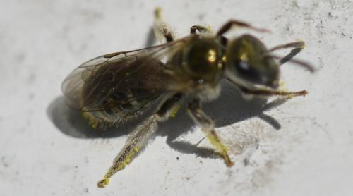 Lasioglossum sp.